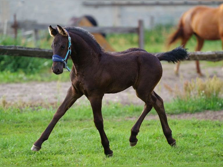 Friesian horses Mare Foal (06/2025) Black in Bra&#x144;sk