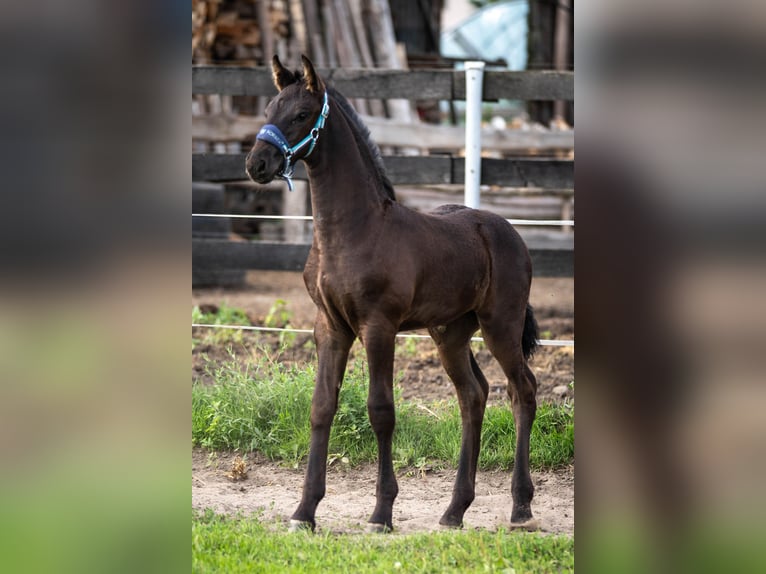 Friesian horses Mare Foal (06/2025) Black in Bra&#x144;sk