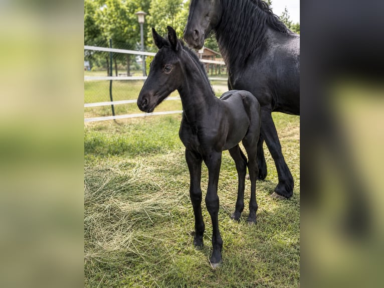 Friesian horses Mare Foal (05/2026) Black in Klein Vielen OT Peckatel