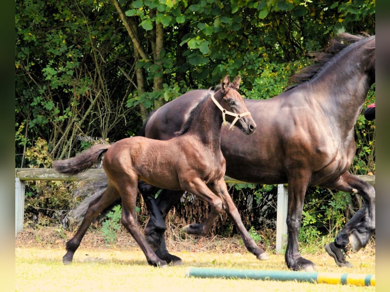 Friesian horses Mare Foal (06/2025) Black in Stemwede