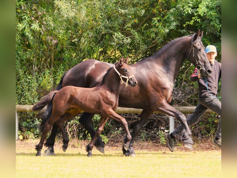 Friesian horses Mare Foal (06/2025) Black in Stemwede
