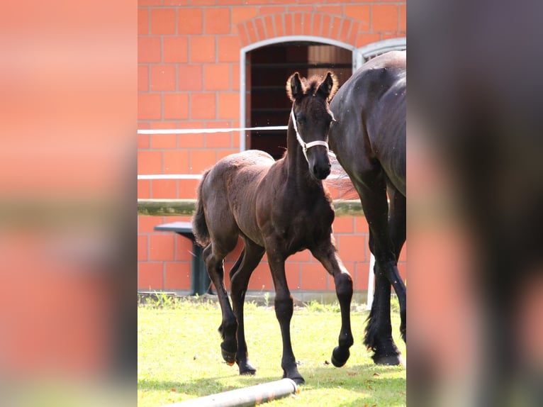 Friesian horses Mare Foal (06/2025) Black in Stemwede