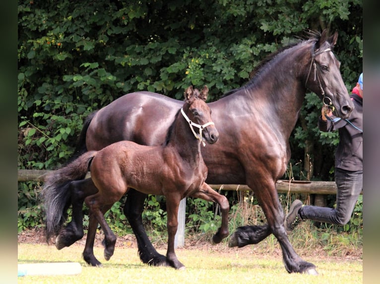 Friesian horses Mare Foal (06/2025) Black in Stemwede