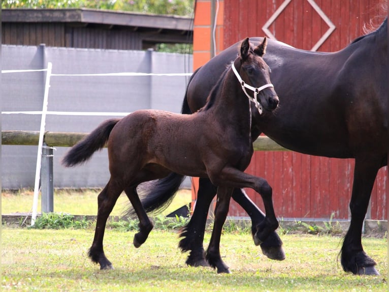 Friesian horses Mare Foal (06/2025) Black in Stemwede