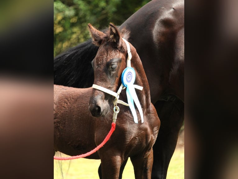 Friesian horses Mare Foal (06/2025) Black in Stemwede