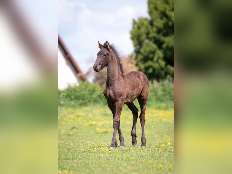 Friesian horses Mare Foal (03/2025) Black in La Motte Feuilly