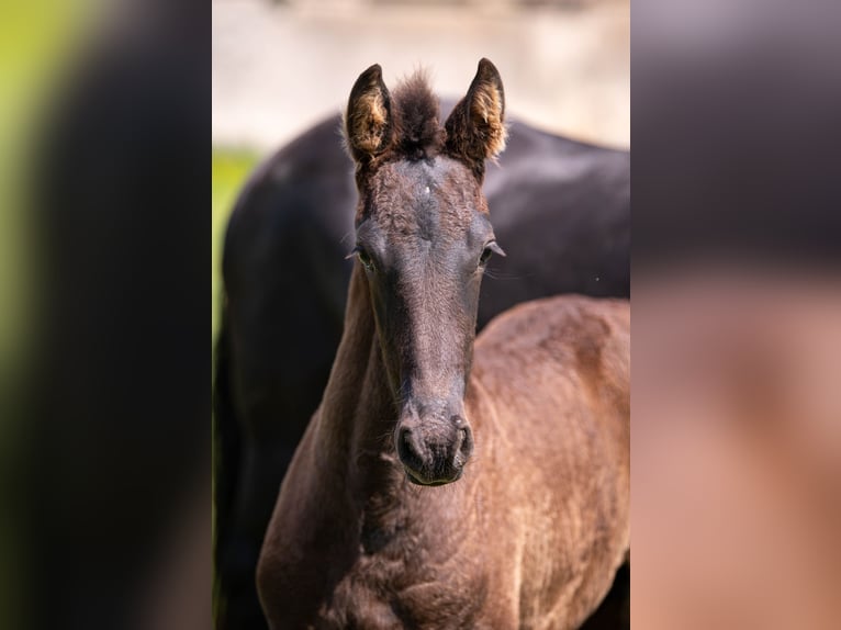 Friesian horses Mare Foal (03/2025) Black in La Motte Feuilly