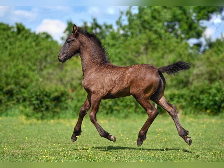 Friesian horses Mare Foal (03/2025) Black in La Motte Feuilly