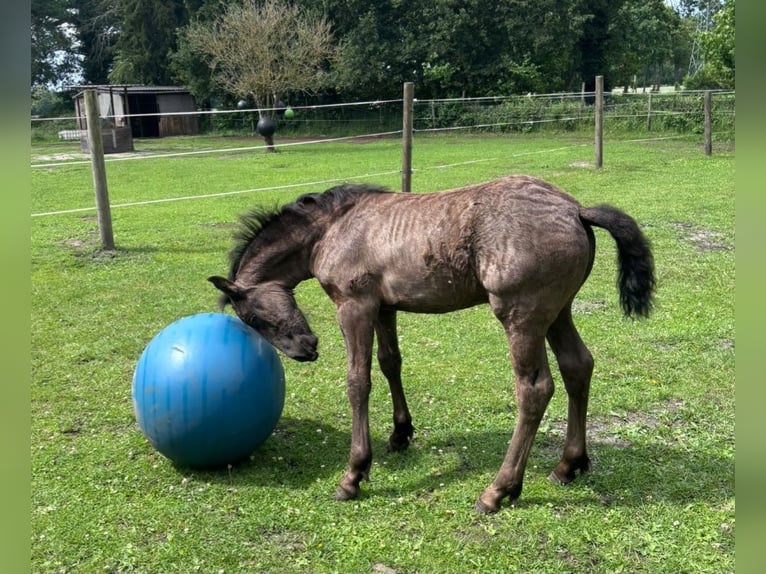 Friesian horses Mix Mare Foal (04/2026) Black in Wardenburg