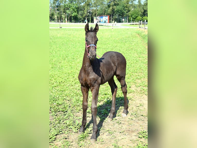 Friesian horses Mare Foal (06/2025) in Oberweis