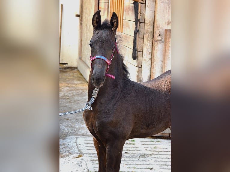 Friesian horses Mare Foal (06/2025) in Oberweis