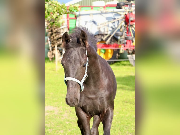 Friesian horses Mix Mare Foal (04/2024) Can be white in Franeker