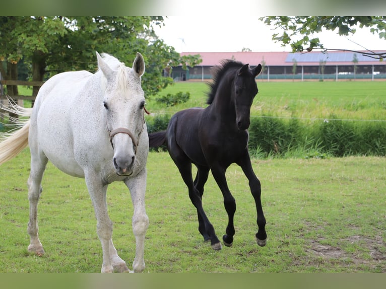 Friesian horses Mix Mare Foal (04/2024) Can be white in Franeker