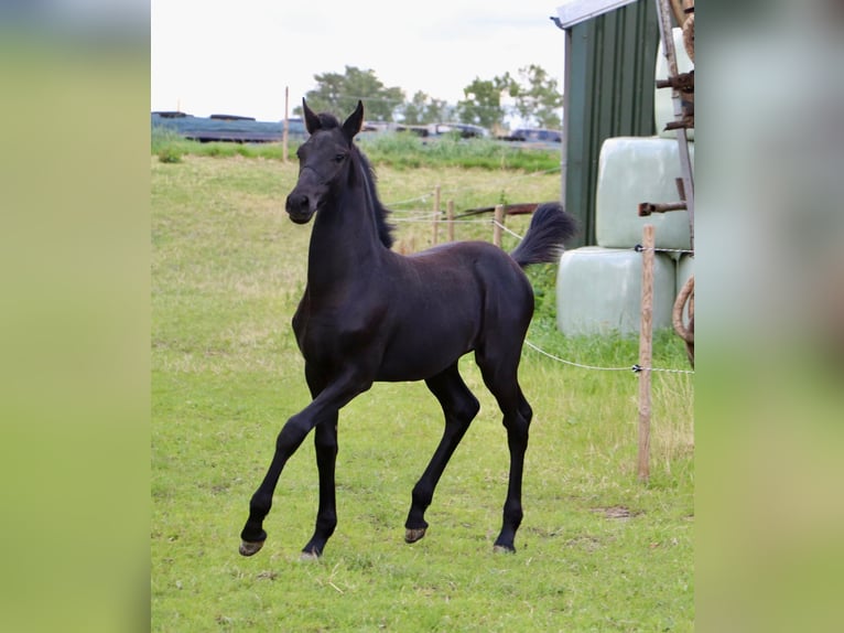 Friesian horses Mix Mare Foal (04/2024) Can be white in Franeker