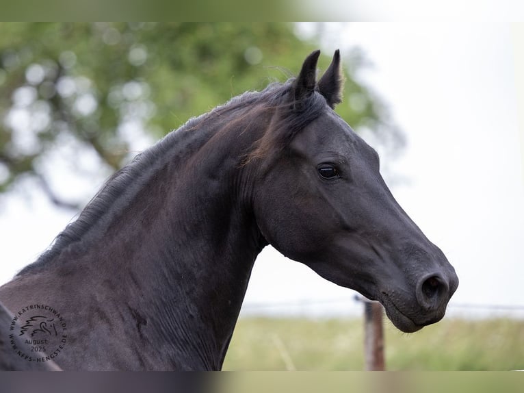 Friesian horses Mare Foal (05/2025) in Mechernich
