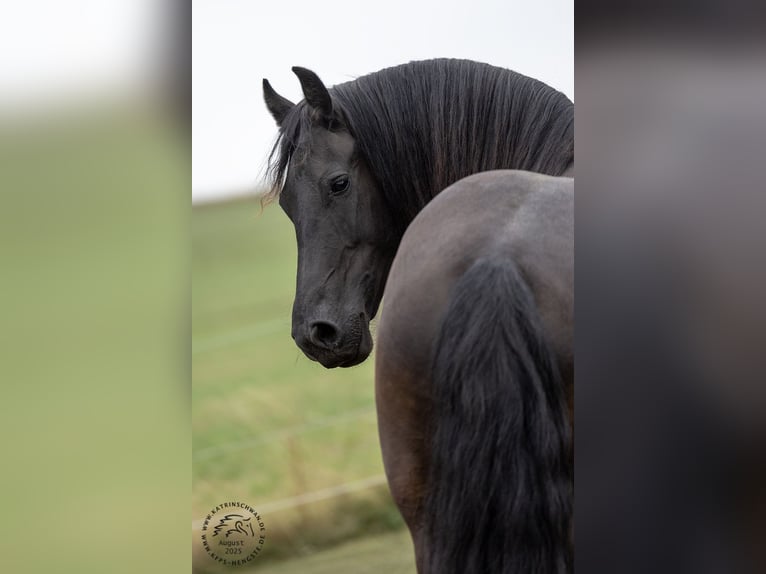 Friesian horses Mare Foal (05/2025) in Mechernich