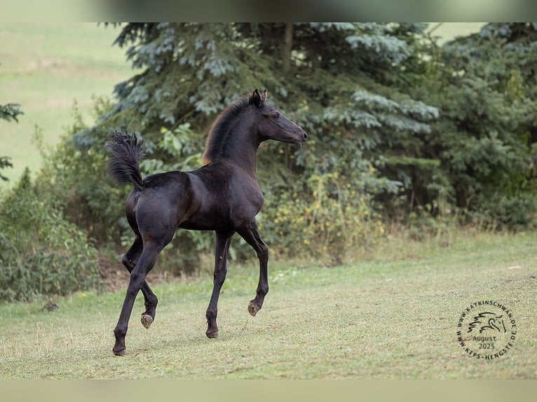 Friesian horses Mare Foal (05/2025) in Mechernich