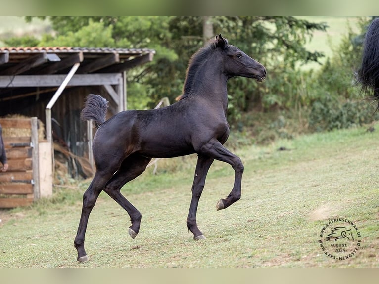 Friesian horses Mare Foal (05/2025) in Mechernich