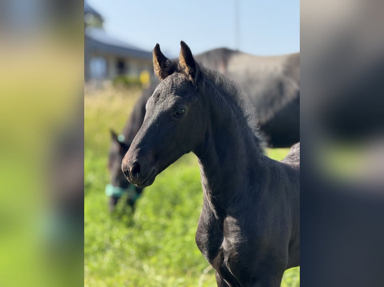 Friesian horses Mare Foal (05/2025) in Mechernich