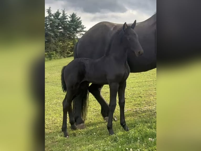 Friesian horses Mare Foal (05/2025) in Mechernich