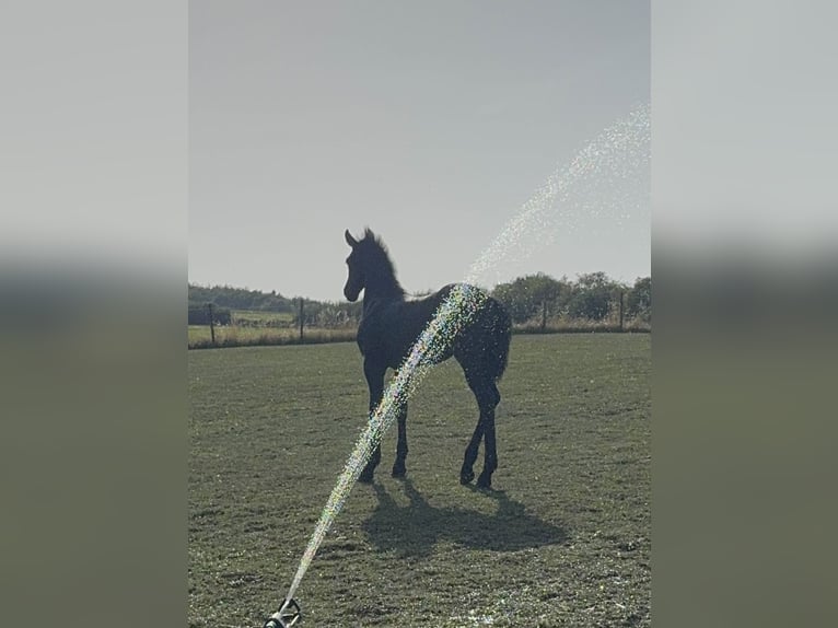 Friesian horses Mare Foal (05/2025) in Mechernich