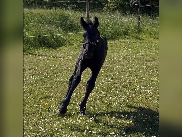 Friesian horses Mare Foal (05/2025) in Mechernich