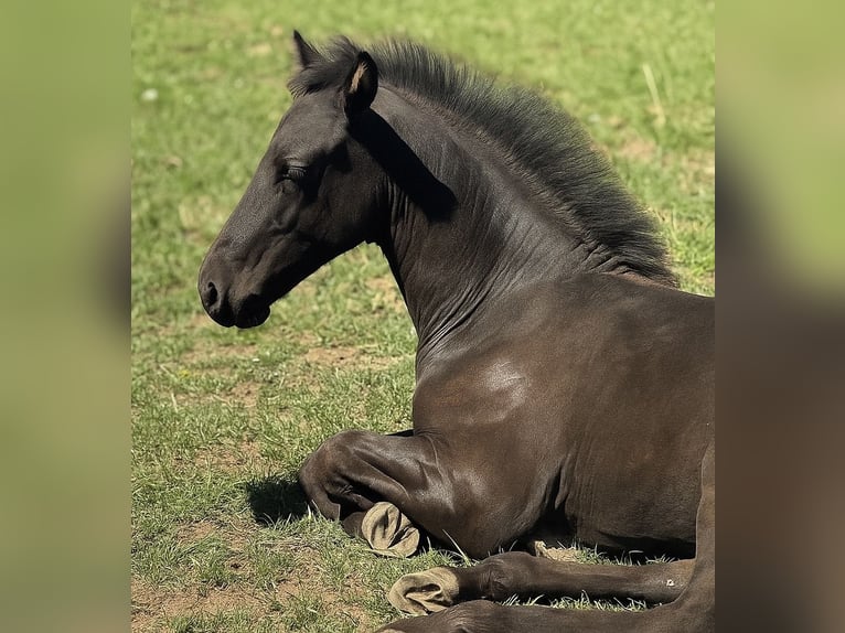 Friesian horses Mare Foal (05/2025) in Mechernich
