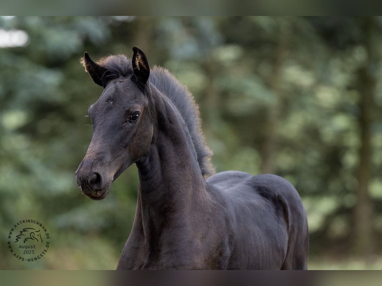 Friesian horses Mare Foal (05/2025) in Mechernich