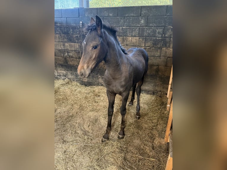 Friesian horses Mix Mare Foal (02/2026)  in Daleiden