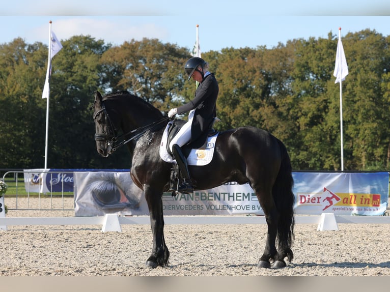 Friesian horses Stallion 10 years 16,1 hh Black in Aalsmeer