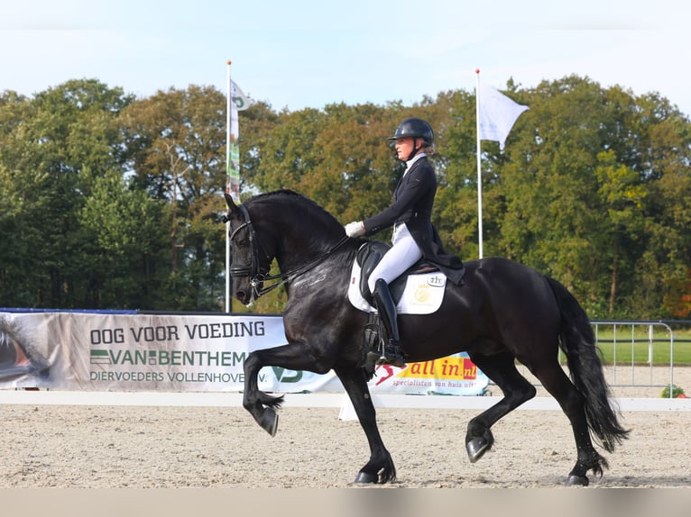 Friesian horses Stallion 10 years 16,1 hh Black in Aalsmeer