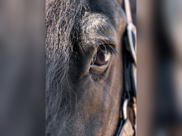 Friesian horses Stallion 10 years 16.2 hh Black in Moers