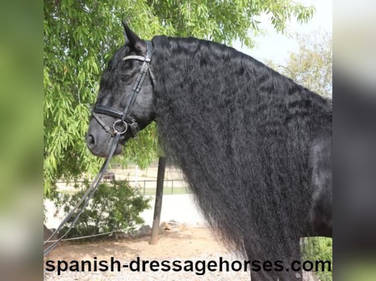 Friesian horses Stallion 10 years 16 hh Black in Barcelona