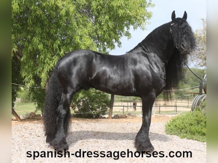 Friesian horses Stallion 10 years 16 hh Black in Barcelona