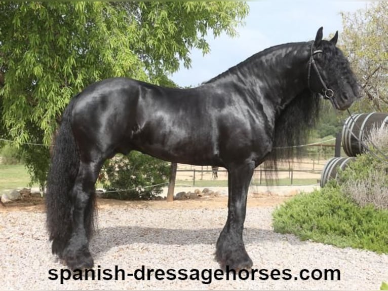 Friesian horses Stallion 10 years 16 hh Black in Barcelona