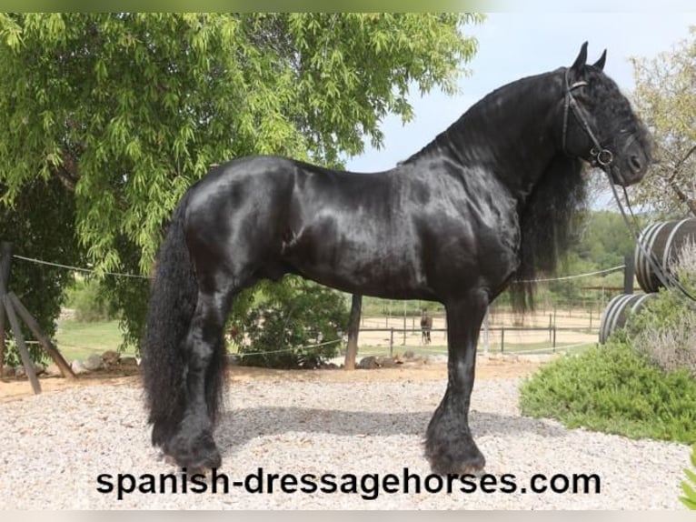 Friesian horses Stallion 10 years 16 hh Black in Barcelona