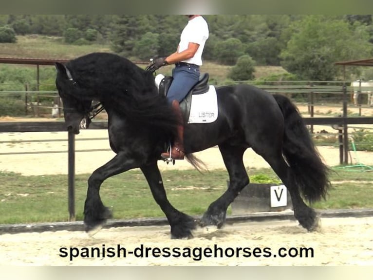 Friesian horses Stallion 10 years 16 hh Black in Barcelona