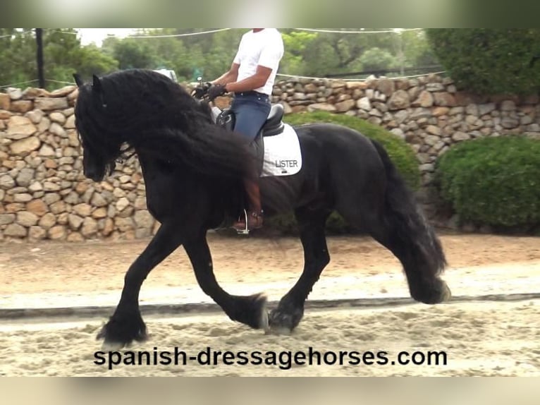 Friesian horses Stallion 10 years 16 hh Black in Barcelona