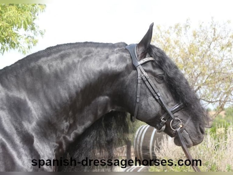 Friesian horses Stallion 10 years 16 hh Black in Barcelona