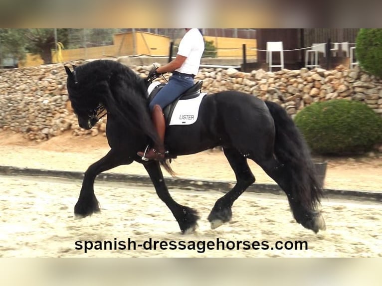 Friesian horses Stallion 10 years 16 hh Black in Barcelona