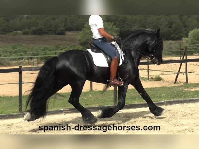 Friesian horses Stallion 10 years 16 hh Black in Barcelona