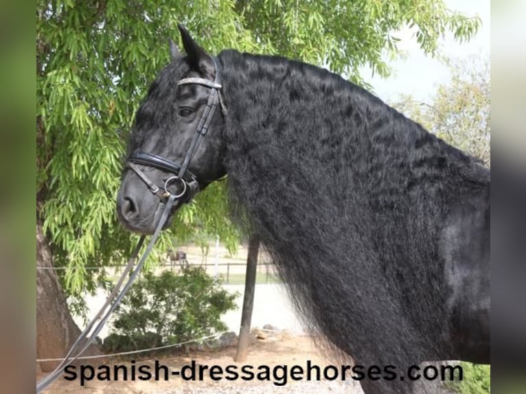 Friesian horses Stallion 10 years 16 hh Black in Barcelona