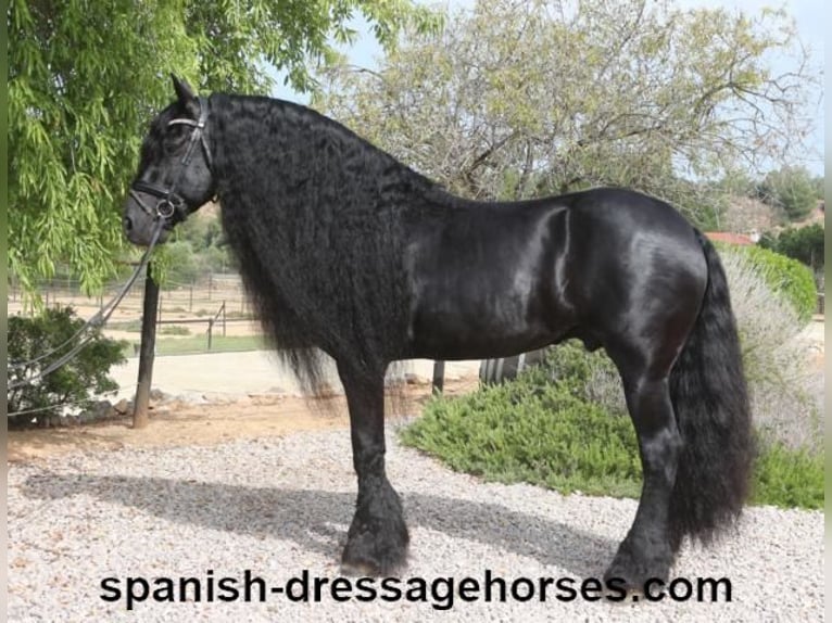 Friesian horses Stallion 10 years 16 hh Black in Barcelona