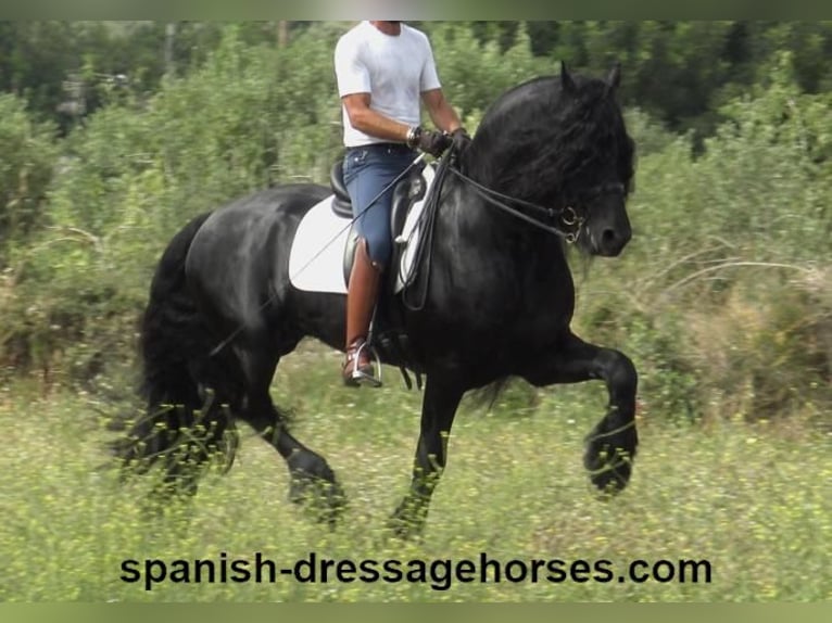 Friesian horses Stallion 10 years 16 hh Black in Barcelona