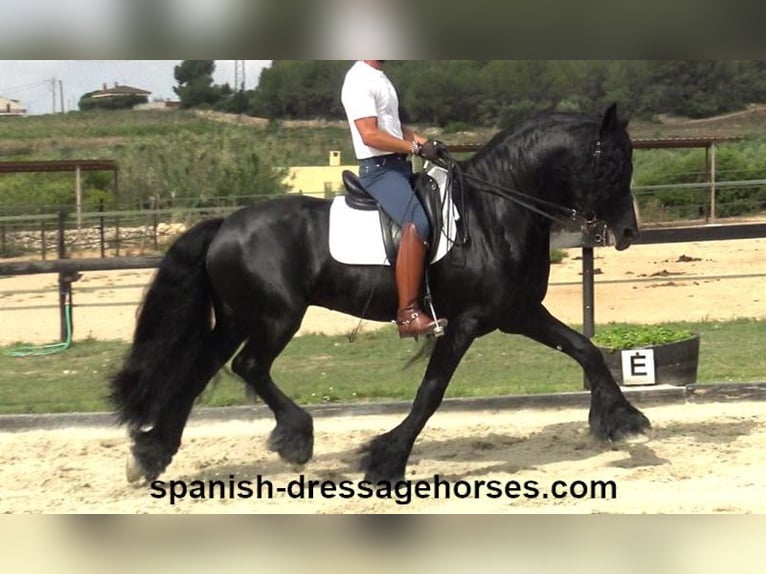 Friesian horses Stallion 10 years 16 hh Black in Barcelona