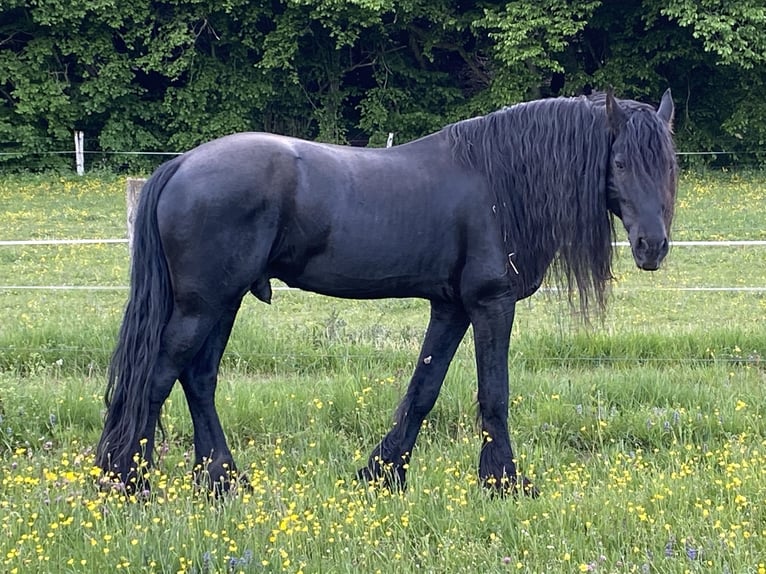 Friesian horses Stallion 10 years 16,1 hh Black in Wadern