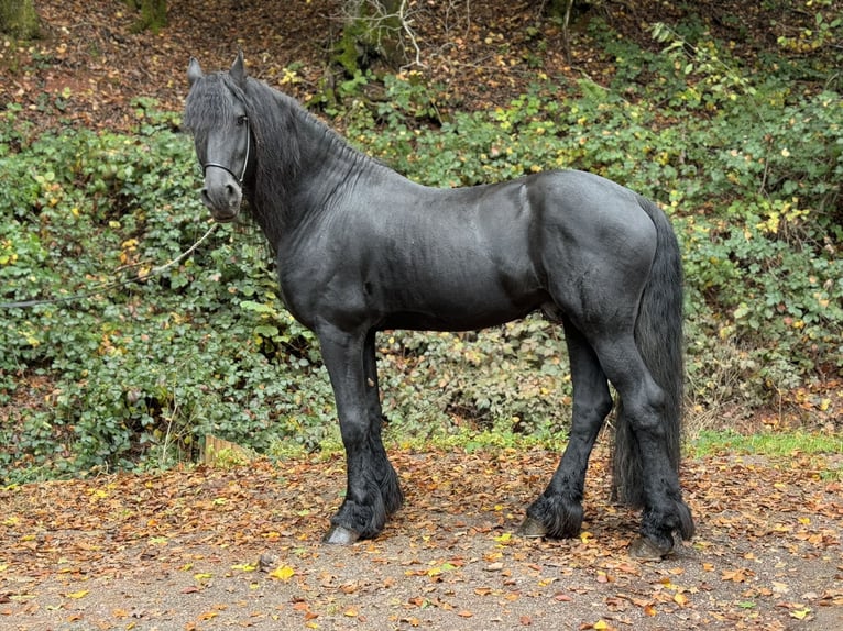 Friesian horses Stallion 10 years 16,1 hh Black in Wadern