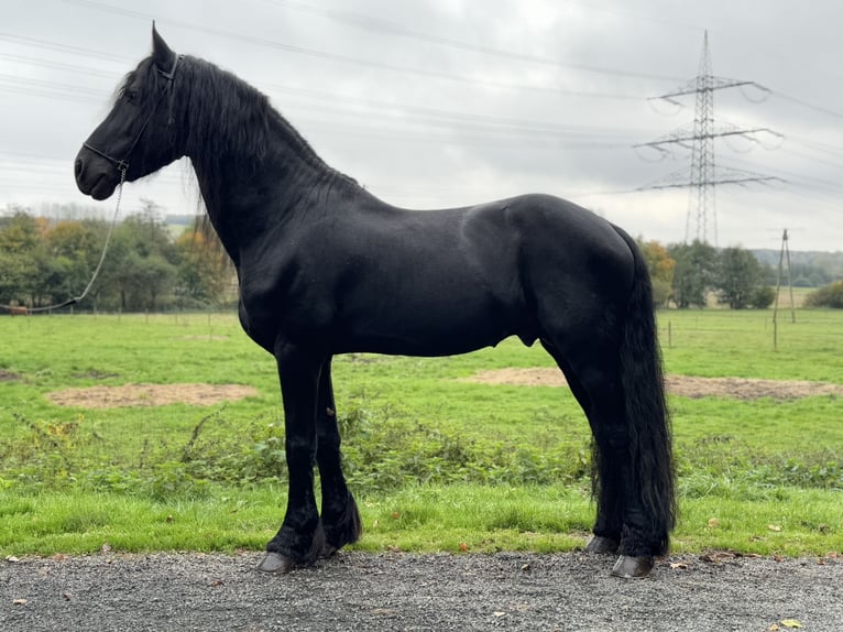 Friesian horses Stallion 10 years 16,1 hh Black in Wadern