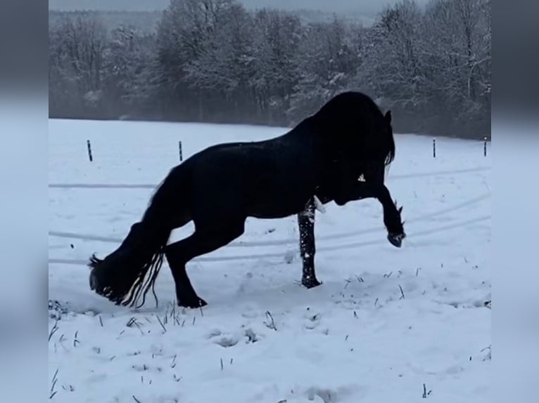 Friesian horses Stallion 10 years 16,1 hh Black in Wadern