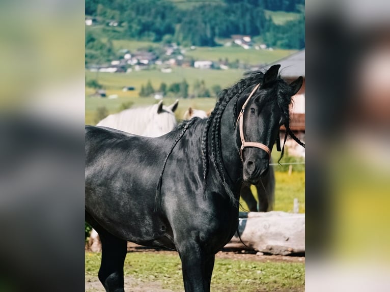 Friesian horses Stallion 10 years 16,2 hh Black in Reichersberg